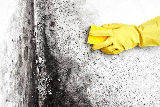 Best Mold Removal Company Near Me  in Andrews, TX