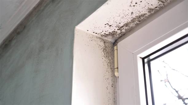 Best Mold Testing  in Andrews, TX