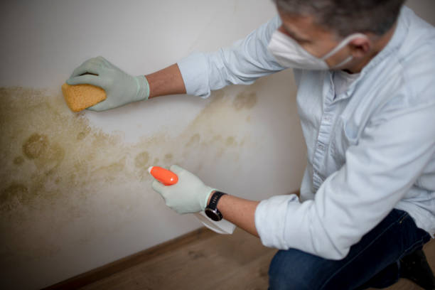 Best Mold Cleaning Services  in Andrews, TX