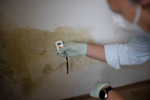 Best Home Mold Removal  in Andrews, TX