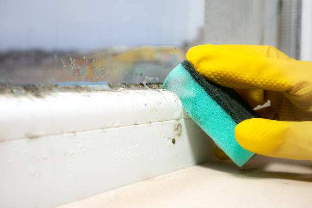 Best Mold Removal Near Me  in Andrews, TX