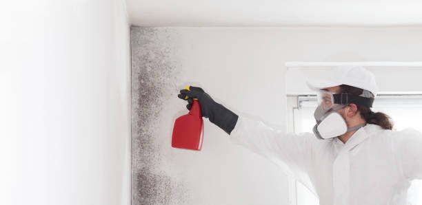 Best Home Mold Removal  in Andrews, TX