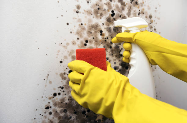 Best Residential Mold Removal  in Andrews, TX