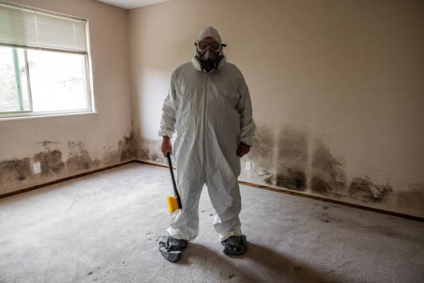 Best Toxic Mold Removal  in Andrews, TX