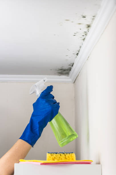 Best Fast Mold Removal  in Andrews, TX